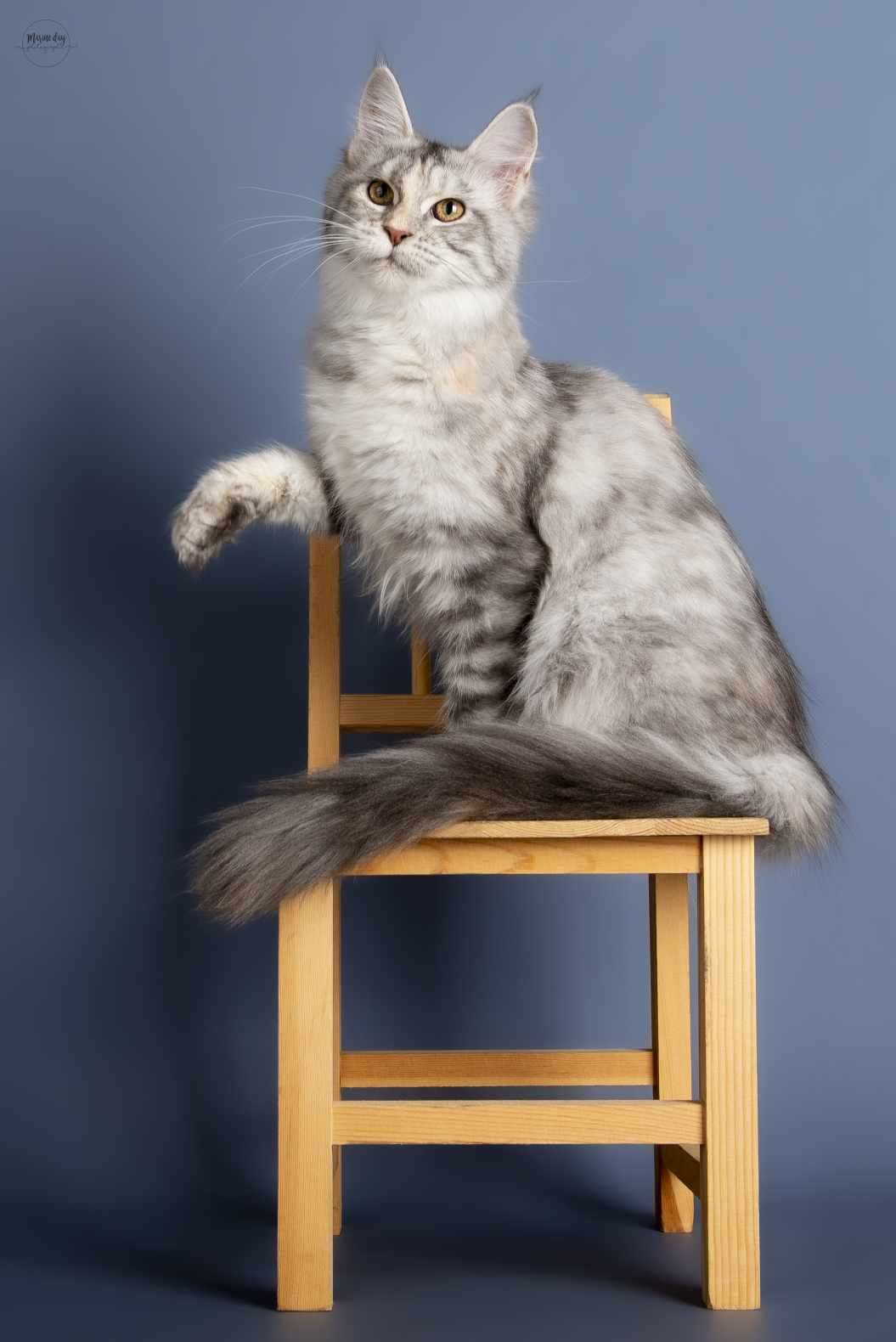 Duchesse