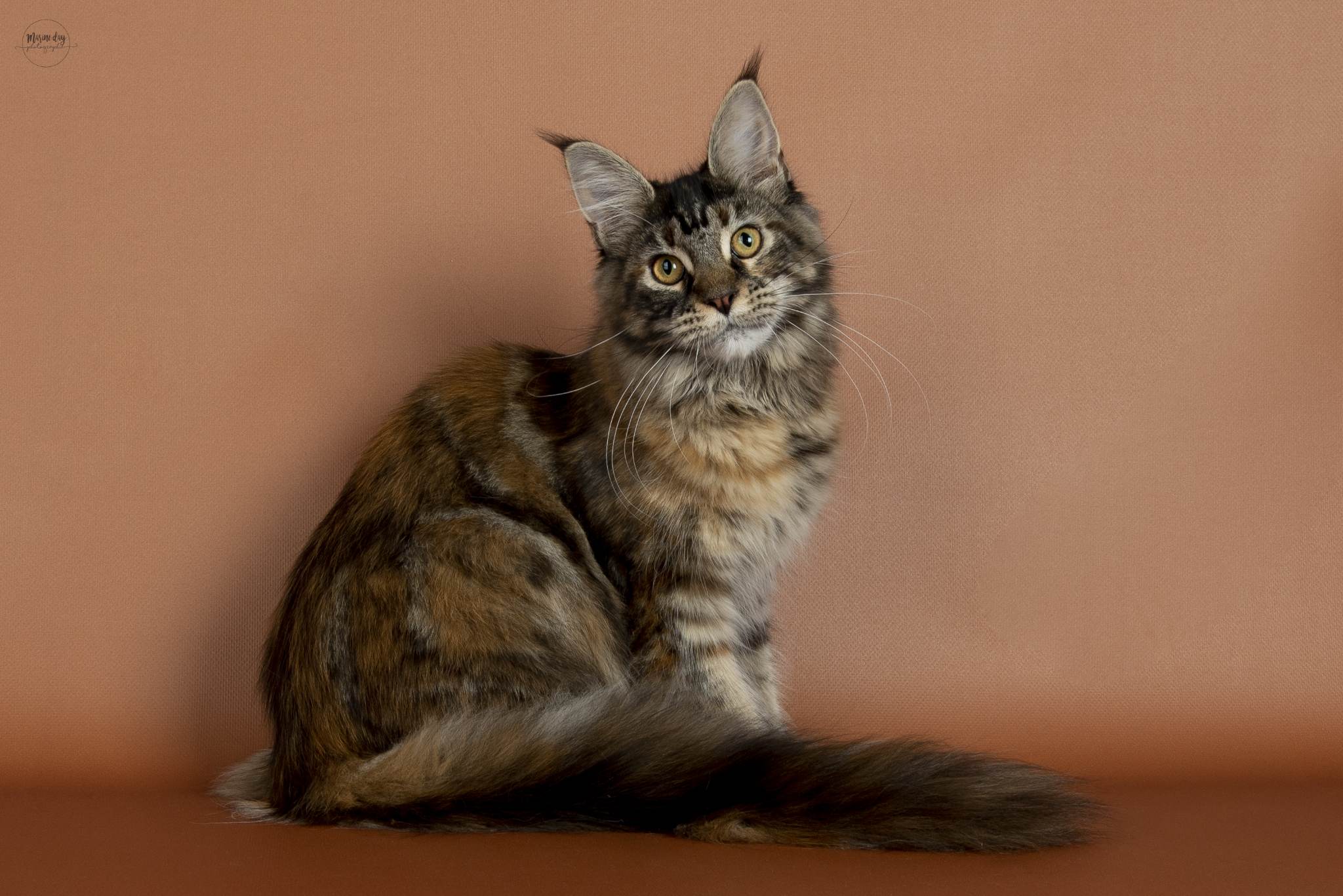 Tamarah