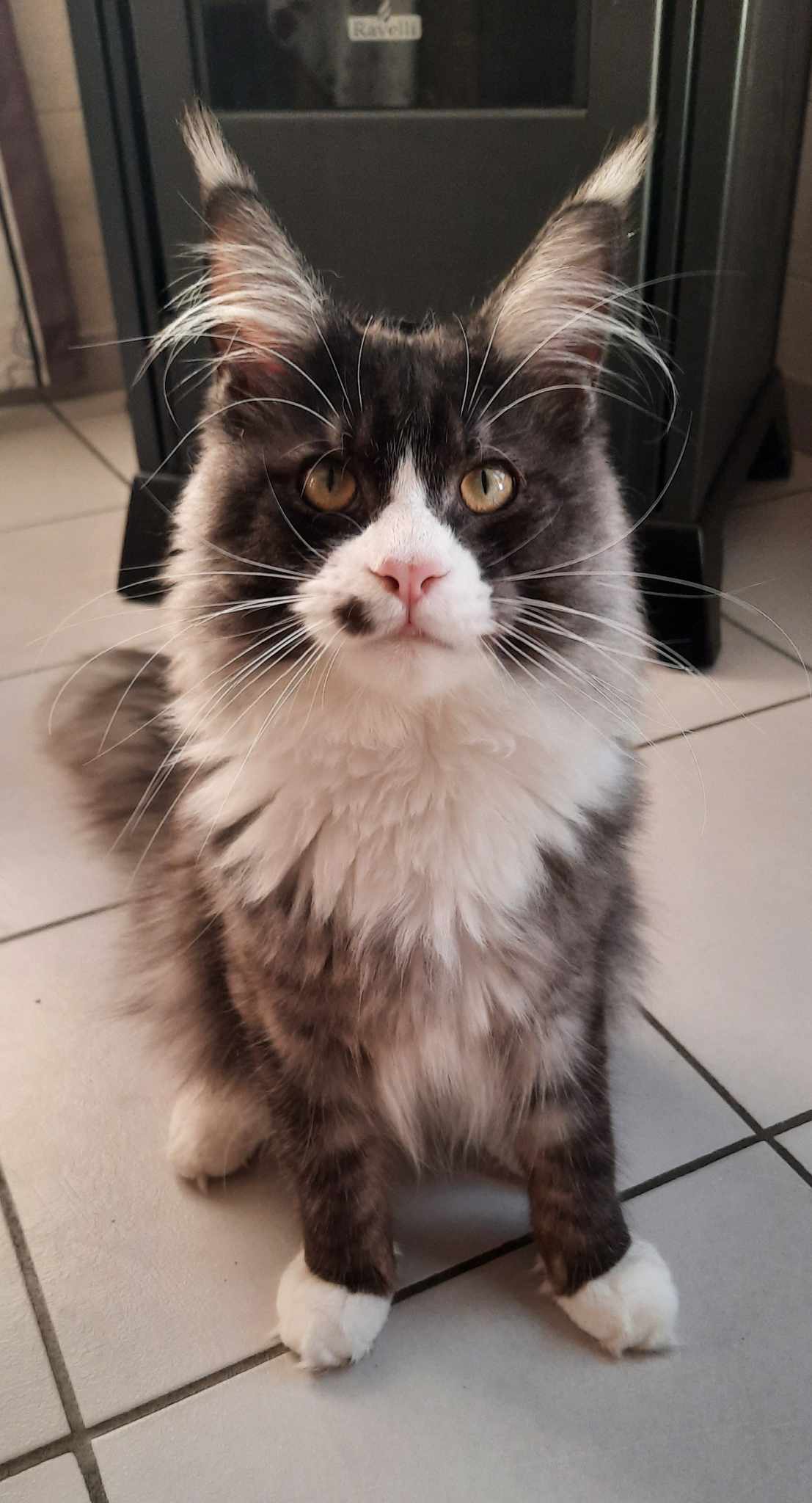 Tiamo