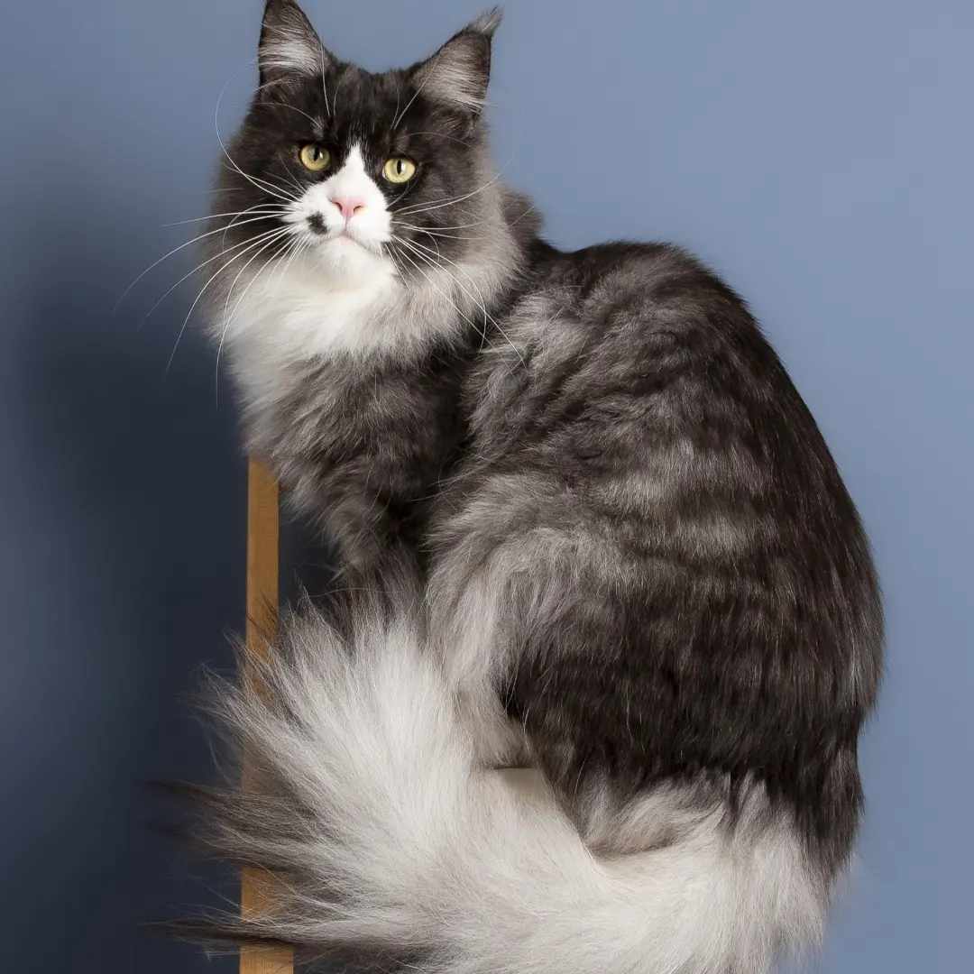 Duchesse